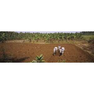  Farmer Plowing a Field with a Pair of Oxen, Tamil Nadu 