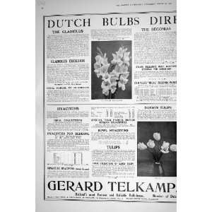 1921 DUTCH BULBS FLOWERS GLADIOLUS EXCELSIOR TULIPS DAFFODILS HOLLAND 