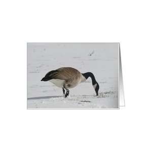 Canadian Goose in Winter Card