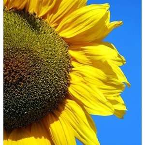   Giant Sunflower 20 Seeds   Huge Seeds   Tall Patio, Lawn & Garden