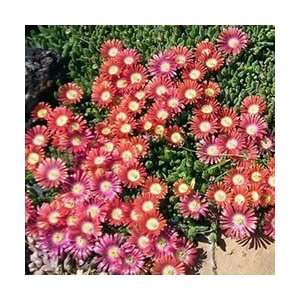  Ice Plant   Red Mountain Perennial Flower Patio, Lawn 