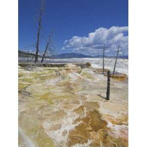 Dead Tree Trunks, Canary Spring, Mammoth Hot Springs, Yellowstone 