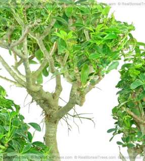 One of a Kind…Rare Indoor/Outdoor Hawaiian Bonsai Tree  