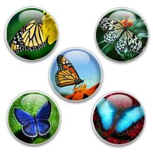  Decorative Magnets or Push Pins 5 Big Butterflies Kitchen 