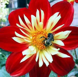 Collarette Dahlia   50 Seeds, 1.5 g   Glorious Color  