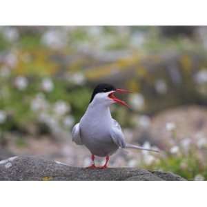 com Arctic Tern, Sterba Paradisaea, Isle of May Breeding Colony, Fife 