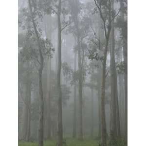  Ash Forest in Fog, Dandenong Ranges National Park, Dandenong Ranges 