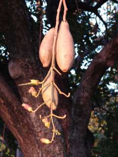 LIVE Rare AFRICAN Fruit Tree SAUSAGE Tree Seedling Kigelia africana 