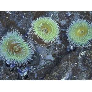  Giant Green Anemones, Snails and Blue Mussels, Rialto 