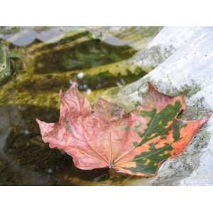  Maple Leaf in a Stone Fountain