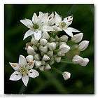 Allium tuberosum Garli​c Chives ORGANIC ​tasty 100 seeds