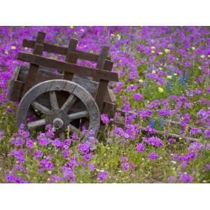  in Field of Phlox, Blue Bonnets, and Oak Trees, Near Devine, Texas 