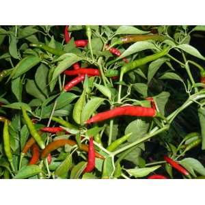  Thai Hot Chili Peppers Green Red; 5 Plants Extremely Hot 