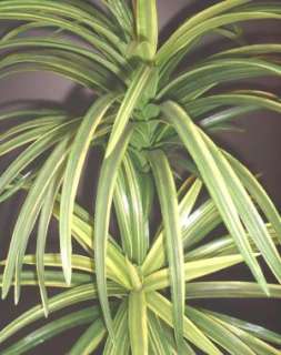 Yucca Palms   3ft (91cm)   Artificial Silk Plants, Replica 