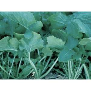    100 HEIRLOOM SEVEN TOP GREENS TURNIP seeds 