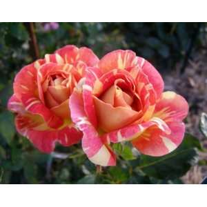  Harry Wheatcroft Rose Seeds Packet Patio, Lawn & Garden