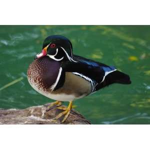 Wood Duck Taxidermy Photo Reference CD